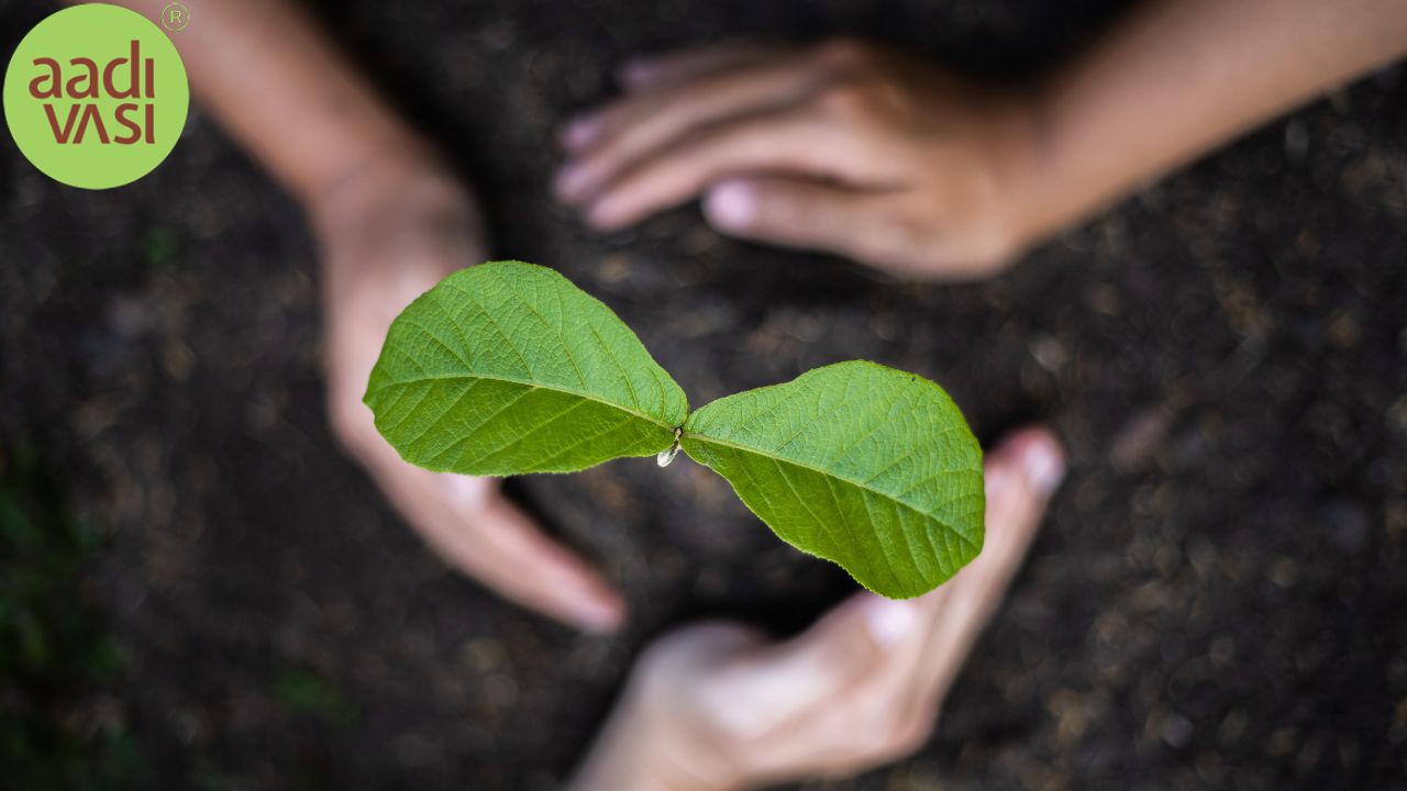 Gift Trees to Offset Carbon Emissions – A Sapient and Sustainable Gesture