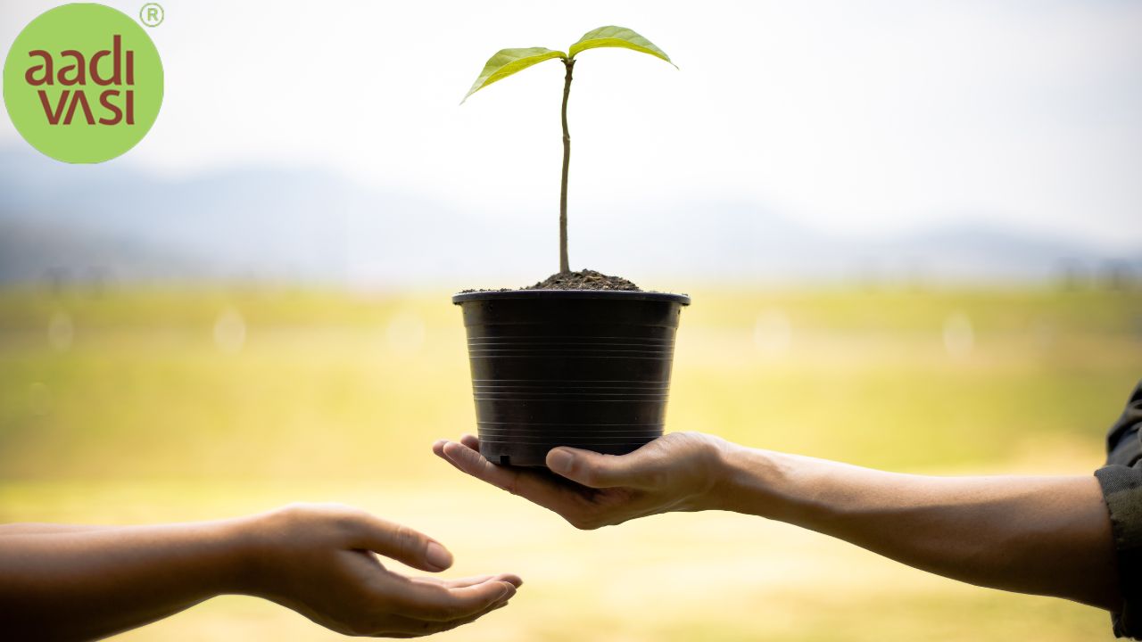 Sustainable Tree Gifting Solutions for Eco-Conscious Consumers