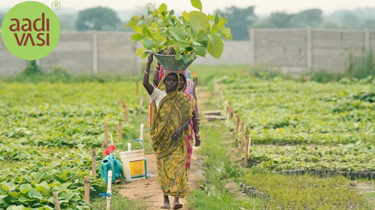 From Tribal Traditions to Global Action: The Role of Adivasis in Climate Solutions