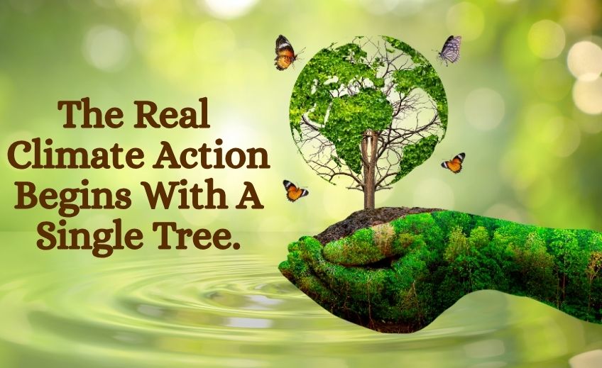 When Trees Disappear, Humanity Suffers: The Real Meaning of World Environment Day