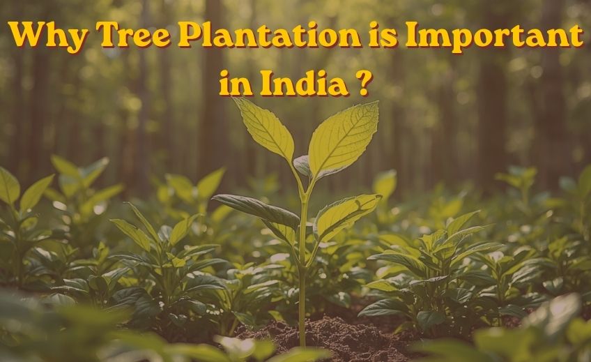 Tree plantation is important